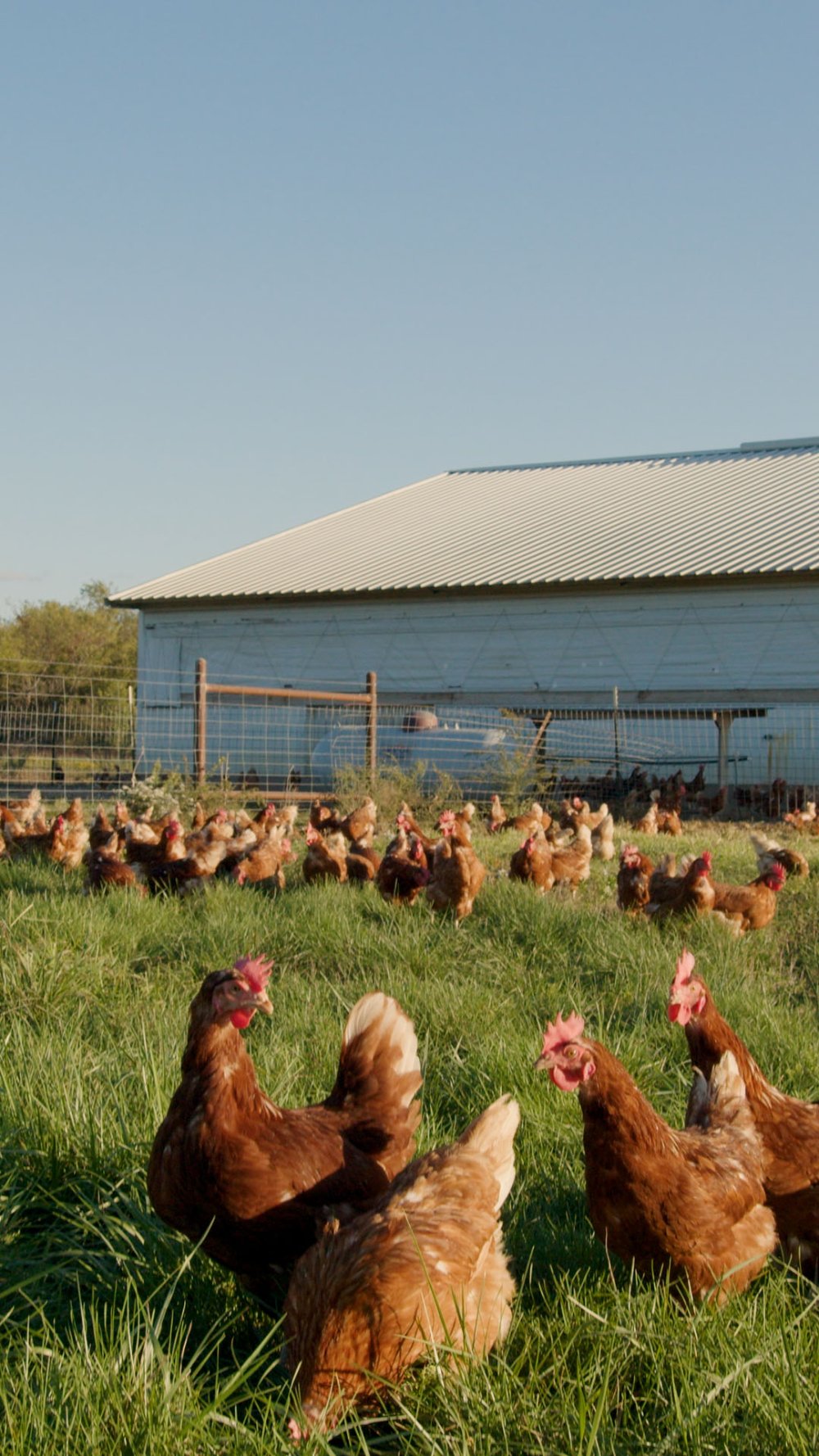 Chino Valley Ranchers hens in pasture